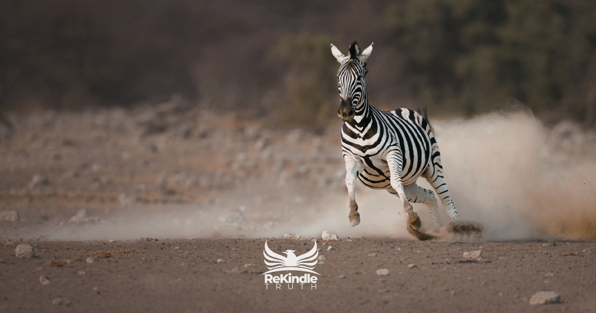 zebra running - a symbol of rare disease awareness